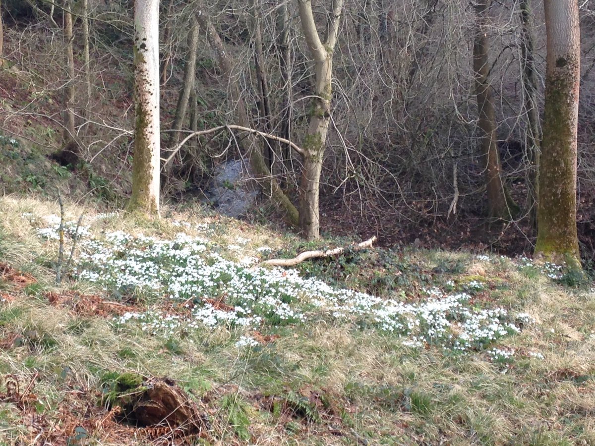 iamsarahbennett's tweet photo. Hope the snowdrops I saw @NTDudmaston are surviving the snow @nationaltrust https://t.co/xB3grA2XJD