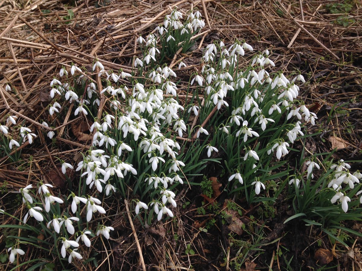 iamsarahbennett's tweet photo. Hope the snowdrops I saw @NTDudmaston are surviving the snow @nationaltrust https://t.co/xB3grA2XJD