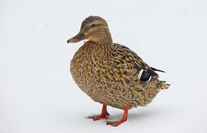 ... утица.... ;-)))