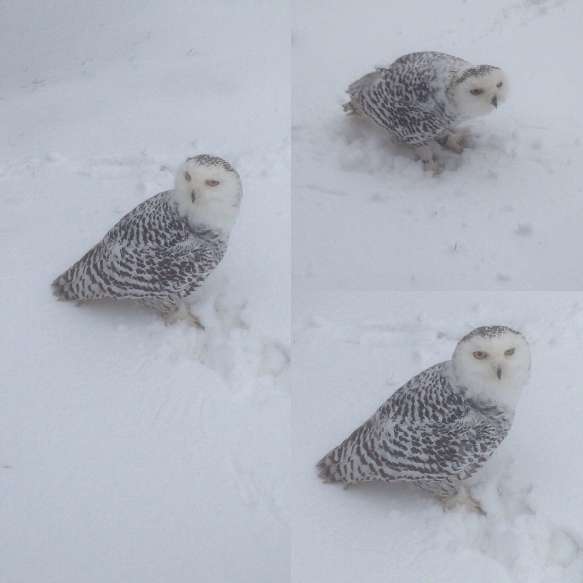ecfalconry's tweet photo. Our snowy owl out in the snow. #eastcoastfalconry #Wicklow #snow #owls https://t.co/FGz9UGlmuG