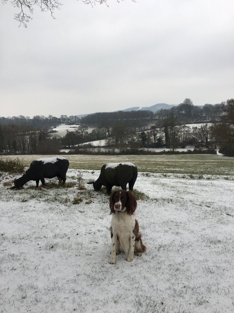 BignorPark's tweet photo. More snowy photos from before the thaw. Melvich the #Spaniel with his  woolly friends, fallow deer (hungry?) below the lawn and our wonderful  new #weddingvenue meadow, Ha'penny Hill, in the snow #WeddingVenues https://t.co/weC3No9FC8