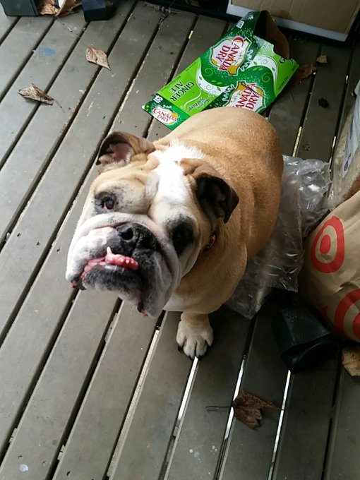 Butchie likes sitting on the bubblewrap https://t.co/FXPLD9JBl4