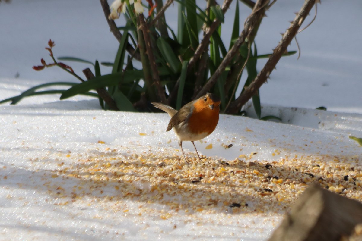 PoplarsPenny's tweet photo. #SundayRobin https://t.co/x89PFjlO8A