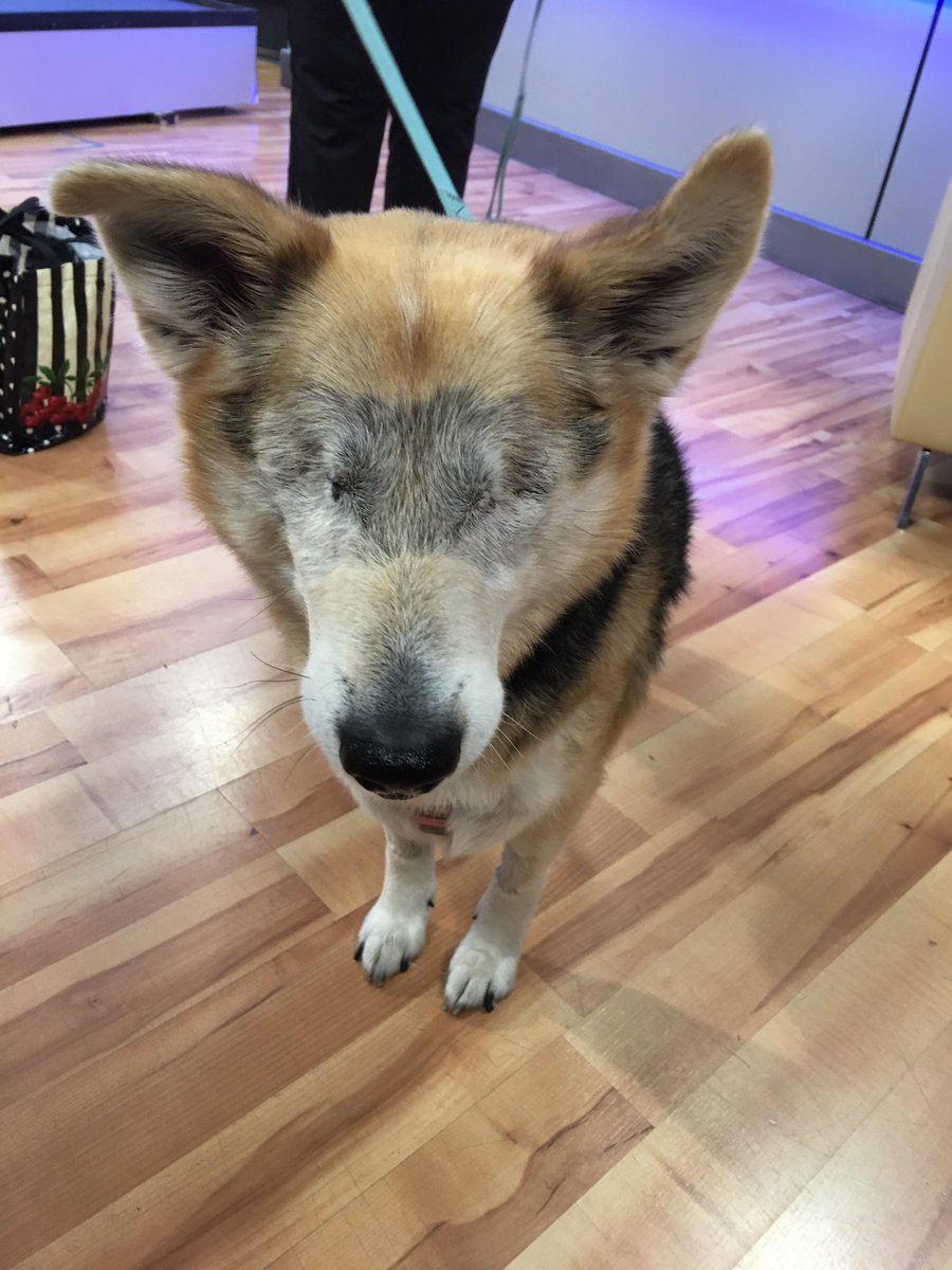 KelseyLee_D's tweet photo. Avery hopes to find her fur-ever family who will show her love and affection for the rest of her days! Even though she's blind, she's an excellent navigator and even better at giving hugs and kisses! 🐶❤️ #SundaySweetheart #AdoptDontShop #WagLocal https://t.co/2rueXwGqpb