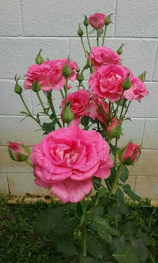 starcrystal777's tweet photo. 🌸💐🌸🌸🌸💐🌸🌸🌸 #CrystalHealing💐🌸💐 #CCC2018🌸 #CrystalHelene🌸💐🌸 @Authenticblkwid🌸💐 #crystalpalace🌸🌸 @starcrystal777🌸💐🌸 #CrystalCrystal🌸💐 @CrystaL777BLue7🌸🌸🌸💐🌸🌸💐🌸🌸💐🌸🌸🌸💐 #HeHe 🌸🌸💐🌸 #beautifulmorning ☀️🌸🌸💐🌸 #xoxo 😘🌸🌸💐🌸  #kanyewest🌸 https://t.co/uvZbgxr40T