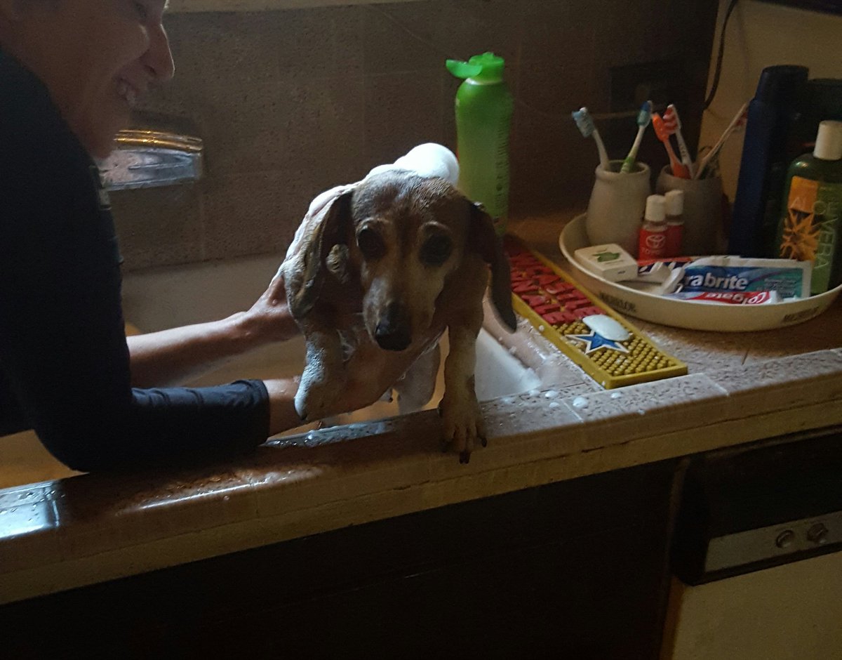 RtotheTtotheC's tweet photo. The Best Pictures of Dogs Named Roxy Show
#LesserKnownAwardShows
@TheTrueDocLove
@MissAlydarSkyy https://t.co/cdQHXd1NLx