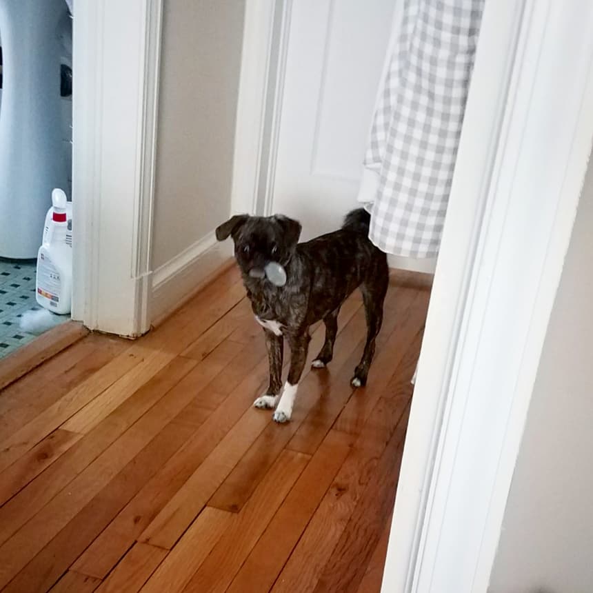 funaek's tweet photo. "Hello! I killed a stuffy downstairs! Aren't you proud of me? I bring you my kill. Why you look at me like that? Nooo you don't take my squeaky. My squeaky. Mine! Ruuuuuun!" (don't worry, I got it out of her mouth) #monkeythestuffyslayer https://t.co/LQgGmeyyRQ