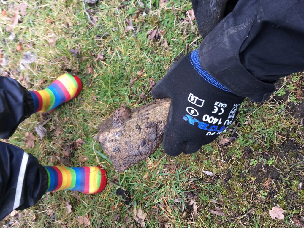 StonebridgeLock's tweet photo. What do you do when flytippers leave you a mountain of rubble? Make a hibernaculum of course! We rescued Polly, Max & Louis the leopard slugs caught in #plasticpollution & admired their spots before translocation to their new gastro-pad #GBSpringClean @CllrCoghill #biodiversity https://t.co/peSNKLAPGS