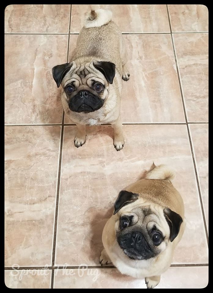 SproutThePug's tweet photo. Happy Sunday y'all! We're hoping Mama will drop the marshmallows! Drop the marshmallows, drop the marshmallows....
What are you doing today? ๐
#WeHaveToTryOneMama #ComeOne #DropOne #OrTwelve #Hope #PugHumor #PugLogic #PugLife #Sunday #Marshmallows #SundayMorning #Weekend https://t.co/5UG87ilZpM