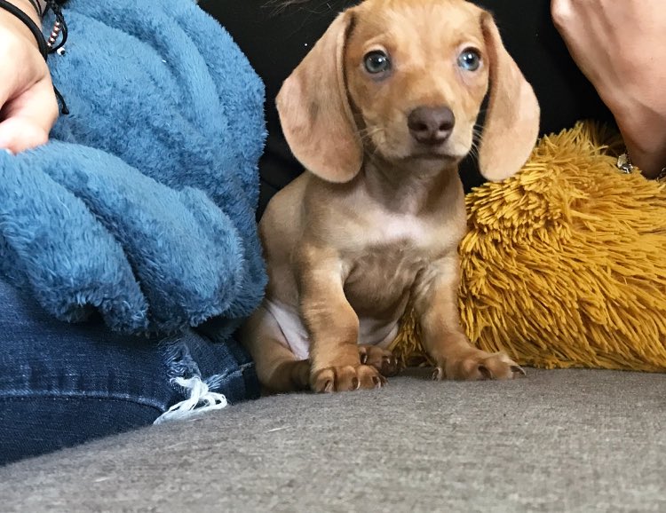 KisashaMG4's tweet photo. Quiero que admiren lo hermoso que es mi perro 💛✨💫 #Dachshund https://t.co/EQb7gwdiv3