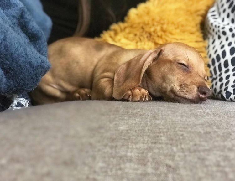 KisashaMG4's tweet photo. Quiero que admiren lo hermoso que es mi perro 💛✨💫 #Dachshund https://t.co/EQb7gwdiv3