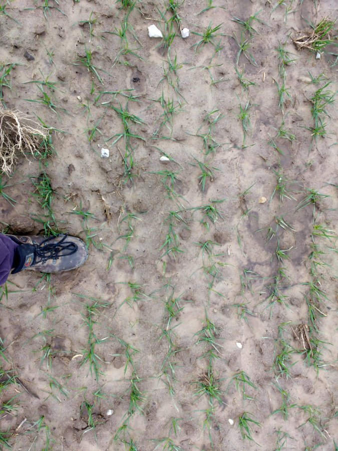 _PLANTeco_'s tweet photo. Frightening difference regarding the soil surface at end of January.
First picture: winter wheat after silage corn; tilled with moldboard plow.
Second picture: winter wheat after soybeans; minimum tillage.
=> Do not till too much! https://t.co/ScSJnd38Mw