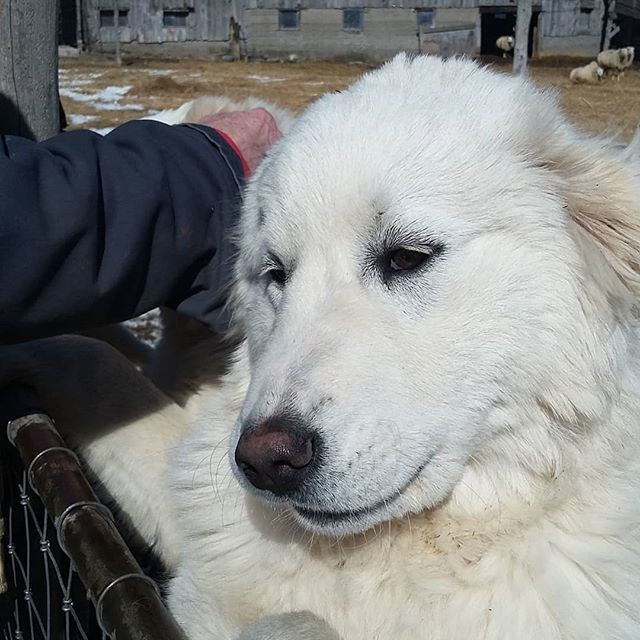 TopsyFarms's tweet photo. Freya and Boudicca are gloriously buoyant, joyful, and growing so very quickly.
#farmlife #dogsofinstagram #canadian #dogs #maremma #akbash #akbashdog #greatpyrenees #guardiandogs #guarddog https://t.co/MtjLy1rLD4 https://t.co/5YBjgTgfVQ