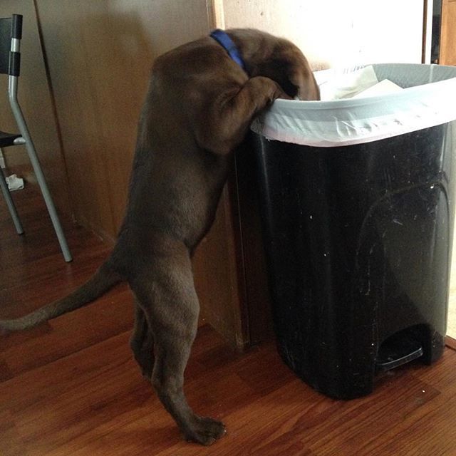 I know dos humanz put dat extra bacon in here somewhere 🥓🍳 @bartonlabs #puppyproblems #PupBox