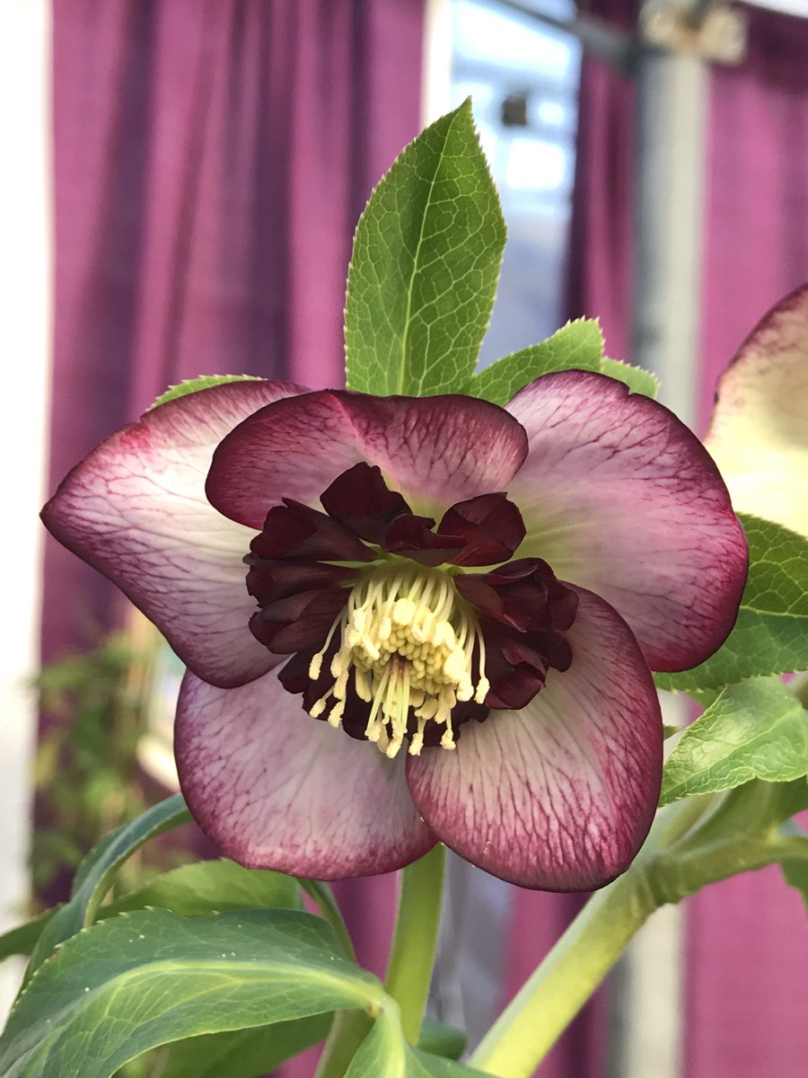 Echters's tweet photo. Be sure to check out some of the new varieties we will have this planting season, at our Echxpo, open from noon to 4 today. https://t.co/URXMfHlYfN