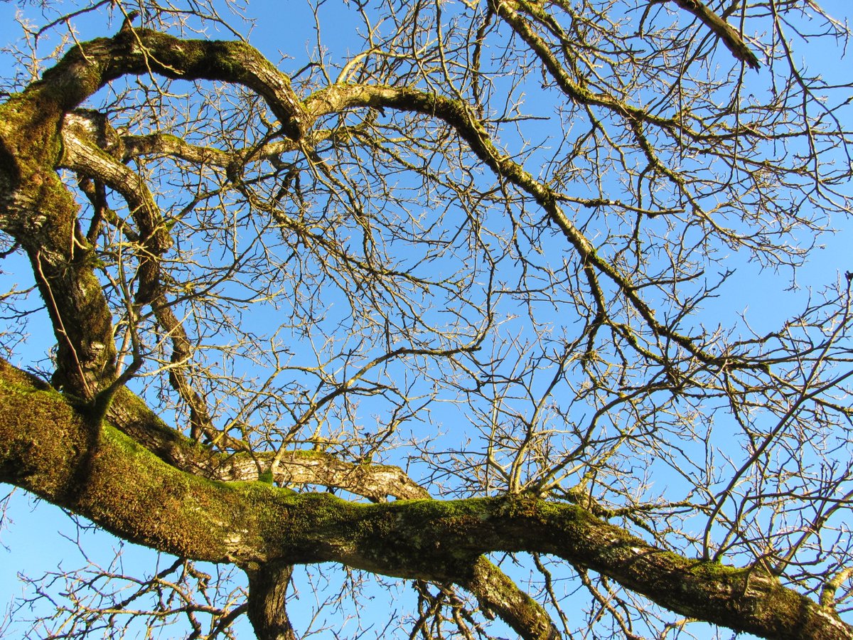 ManuelaMravlak's tweet photo. Always connected ________ always in contact 💚🌲💚

#MMMPhotos #Tree #MyPowerTree #Nature #NaturePhotography #Beauty #BeautyIsEverywhere @AbRazaq @finotti_chiara @pskeltonphoto @B_Ubiquitous https://t.co/A83sh9uMHC