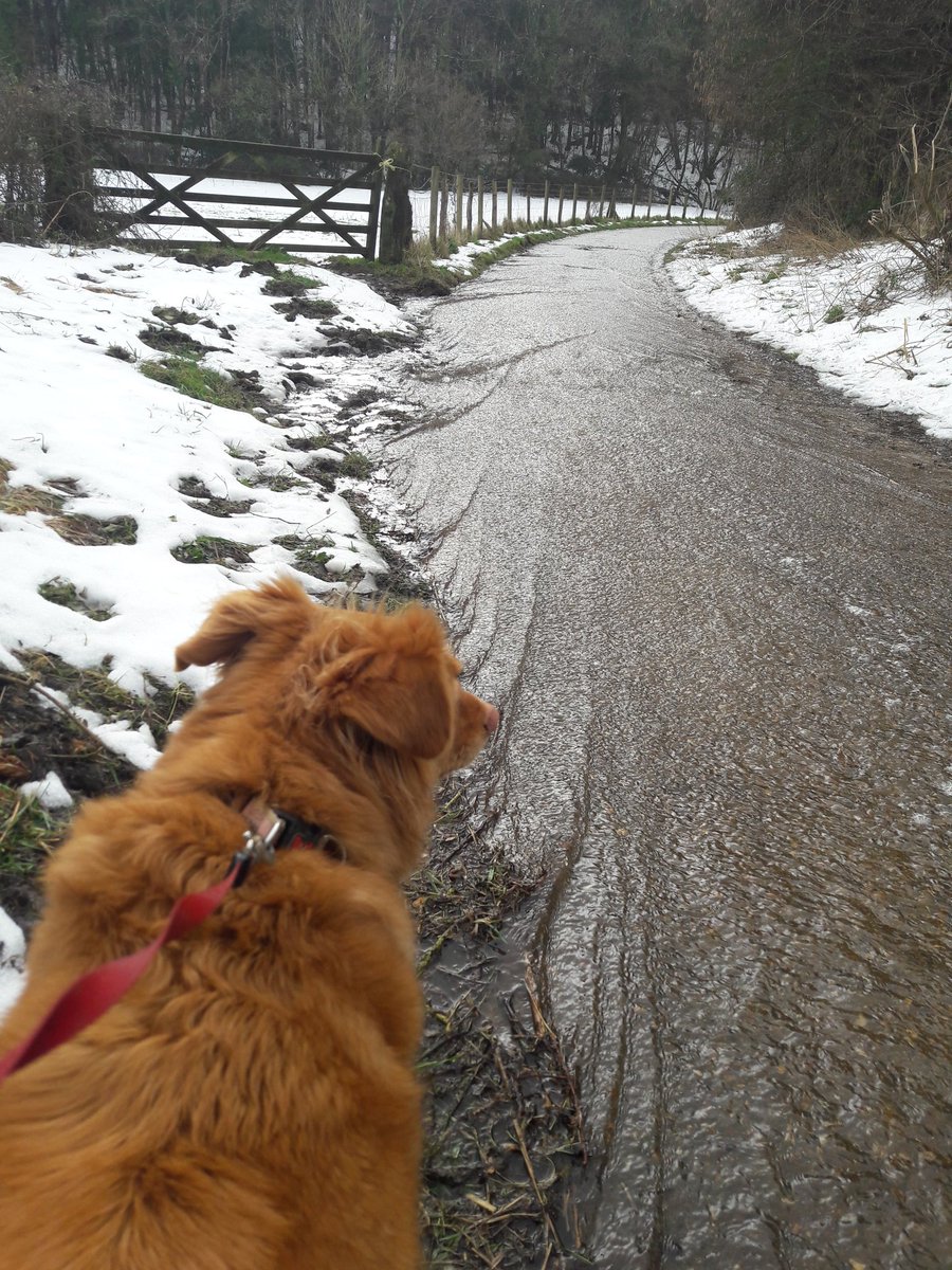 The roads have become rivers!!  #LymeRegis #BigThaw  and now it's raining again...