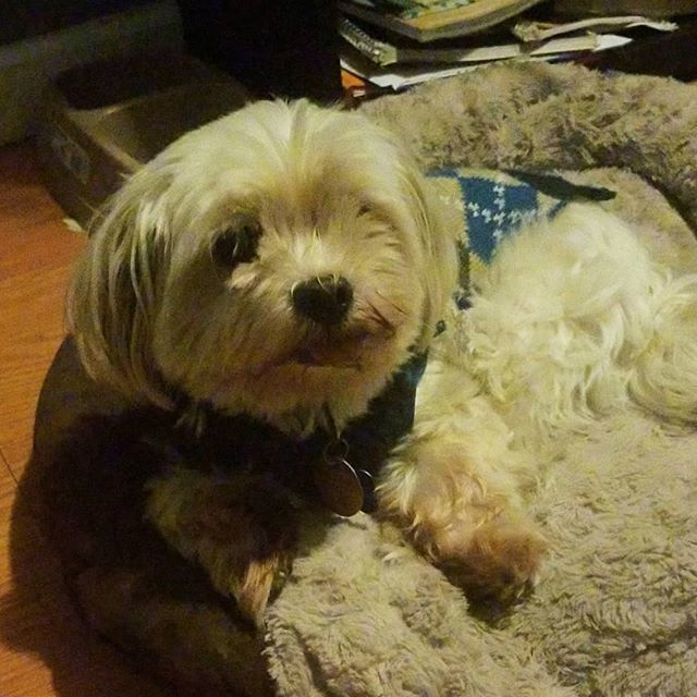 RazorJMusic's tweet photo. We're taught to be grateful for people in our lives, but remember that applies to your pets too ππ½πΆ
#Tucker #RazorJ #DogsofIG #Cute #BackToWork https://t.co/jMWgzRMZ4L https://t.co/tZUQaSwKuB