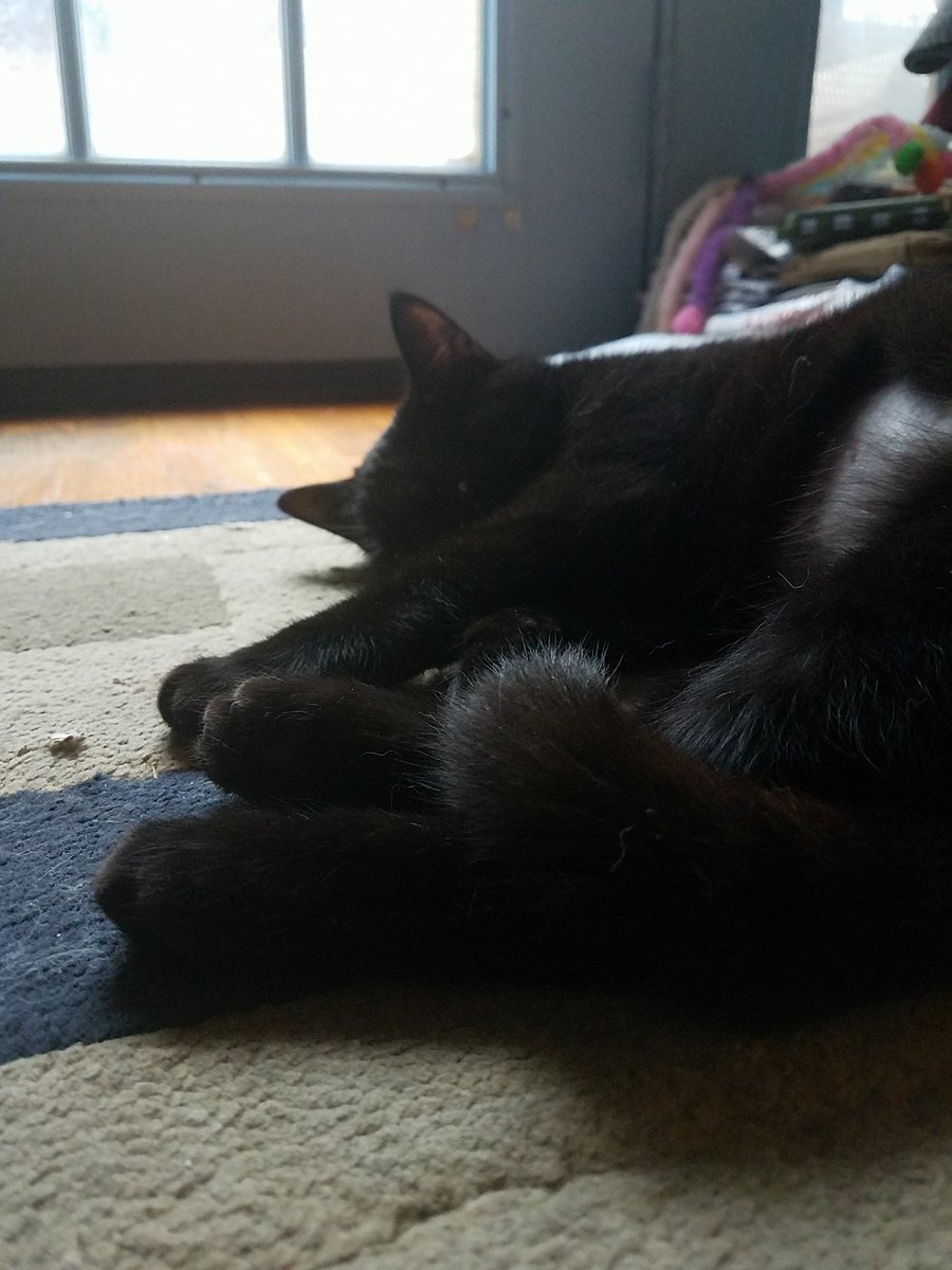 SpicedIcePirate's tweet photo. Appreciation post for three out of five of my babies that are no longer with us after a house fire Friday. https://t.co/jcTkiJdNXC