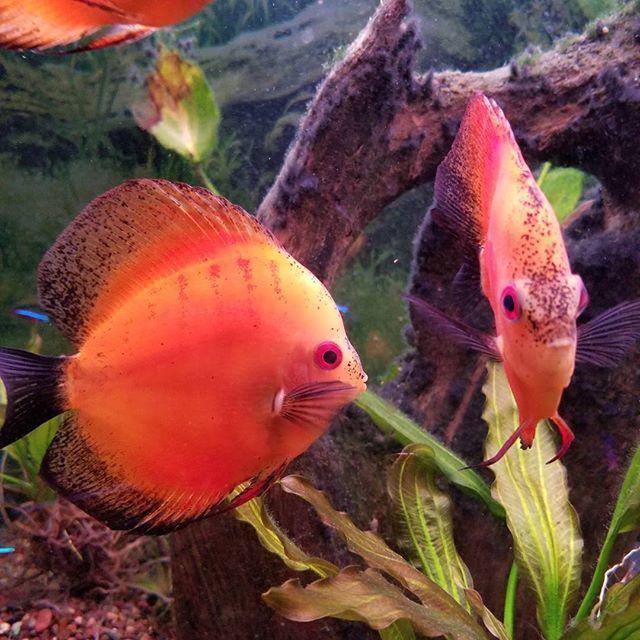 ricksfishandpet's tweet photo. Our discus looking stunning as always!
#discusofinstagram #discus #freshwateraquarium #freshwater #freshwaterfish #aquariumlife #freshwateraddiction #ricksfishandpetsupply #frederickmd #frederick #maryland #MD #keycity https://t.co/PcwbeocM7o https://t.co/7r5QtXItkJ