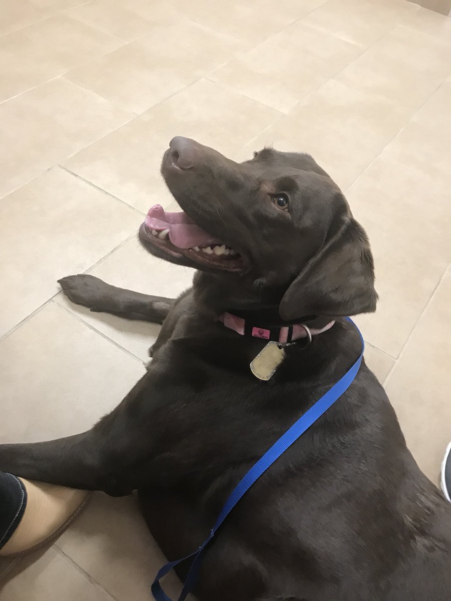 SuArmendariz's tweet photo. Happy check up for Miss Marla! Doc is pleased with range of motion and use of her leg so far. Marla will continue 5 min walks twice per day. First PT appointment today. #HappyLab #CCLSurgery #NewKnee #BionicPup #LoveOurLabs https://t.co/oImp9e8fjS
