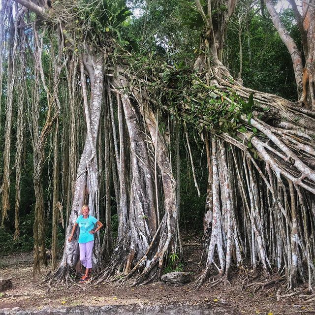 dkeahey's tweet image. The roots of this strangler fig are amazing! 😱 Its original host/victim is long dead ⚰️, but that’s not stopping this giant’s march to domination! 🌿 #itsamonster #cooltree
~~~~~~~~~~
#mexico #roo ift.tt/2FpHhLf