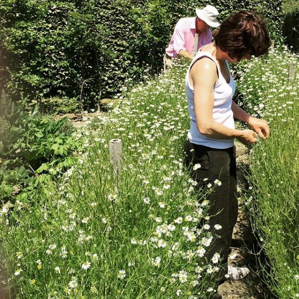 Puretisanes's tweet photo. We're getting ready to harvest our camomile crop in the next few months! Hope you're excited to try our new batch in May! 
#NaturalIngredients #Organic #LocalProduce #Natural #Fresh #Ingredients #Camomile #HerbalTea #PureTisanes #GetYoursThisMay #TastyTea #Enjoy #Tea https://t.co/uFtFBd9IYo