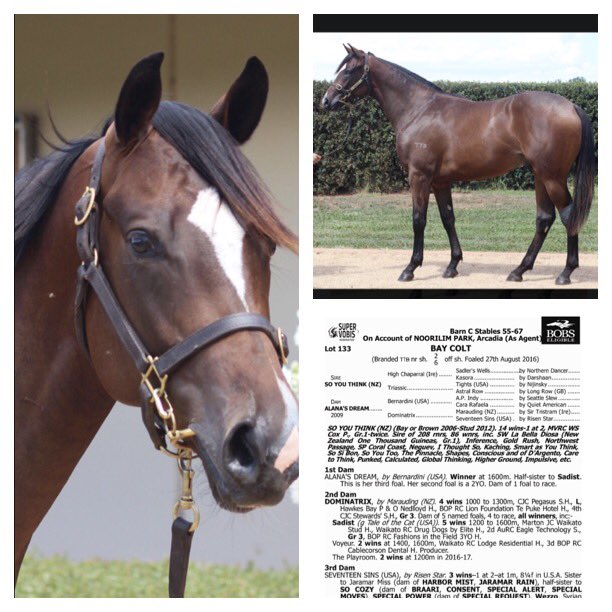 mwracing3638's tweet photo. Wrapped to be bringing this smart So You Think colt home from @inglis_sales to the Bool. Thanks to @SMBloodstock for there help with selecting our lots. Email mwracing@bigpond.net.au for any interest #getinvolved https://t.co/3pc1R0giGl