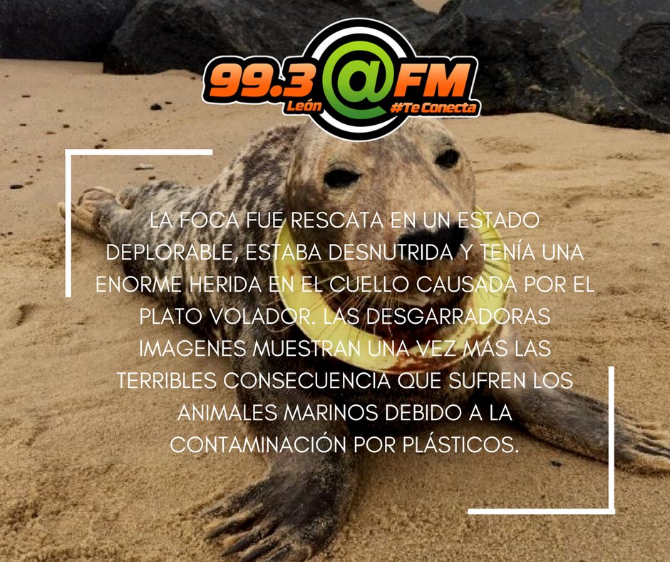 FMLeon993's tweet photo. #DatoArroba ¡La historia de una foca que vivió con un plato volador en el cuello, te motivará a cuidar el océano! 💔😭 #ArrobaFM #TeConecta https://t.co/WTnPM3k8nA