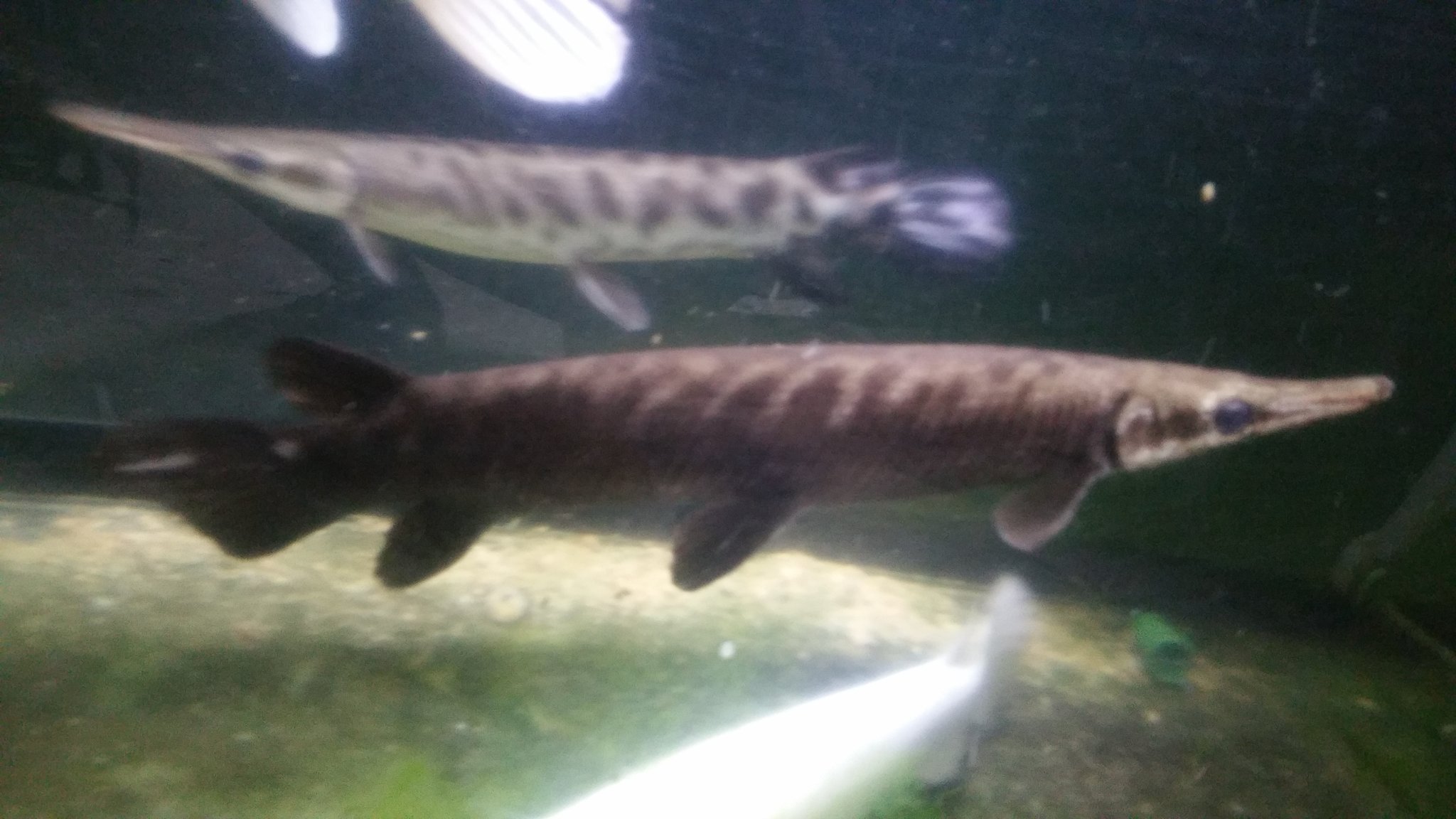 Pma 熱帯魚販売 今月でガーパイクの販売はおしまいなので最後の販売です クリア水槽でこの色のメキシカンブラックトロピカルジャイアントガー 片目バッドアイトロピカルジャイアントガー リアルwf1マンファリ リアルショートノーズ ガー トリニティ