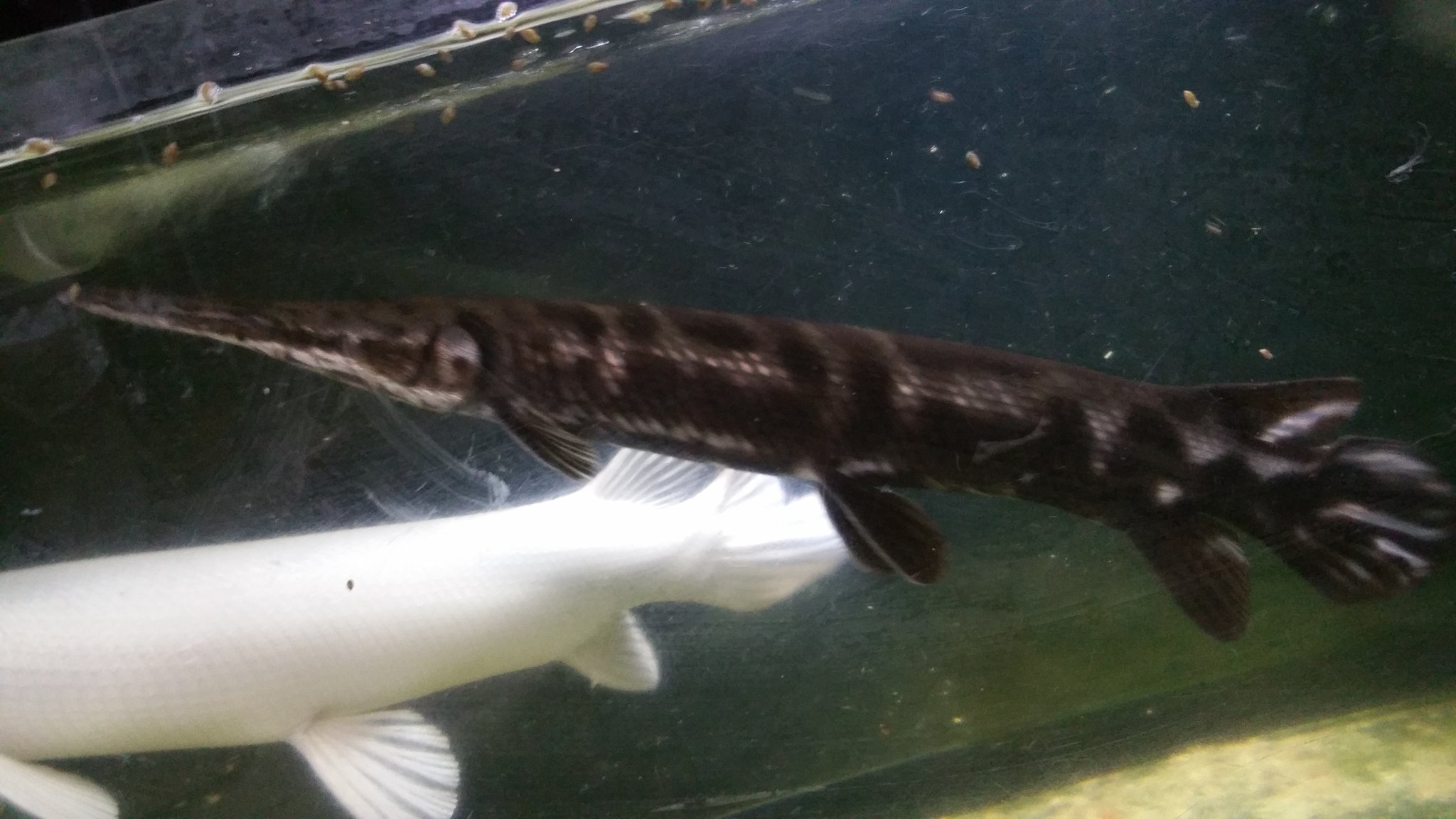 Pma 熱帯魚販売 今月でガーパイクの販売はおしまいなので最後の販売です クリア水槽でこの色のメキシカンブラックトロピカルジャイアントガー 片目バッドアイトロピカルジャイアントガー リアルwf1マンファリ リアルショートノーズガー トリニティ
