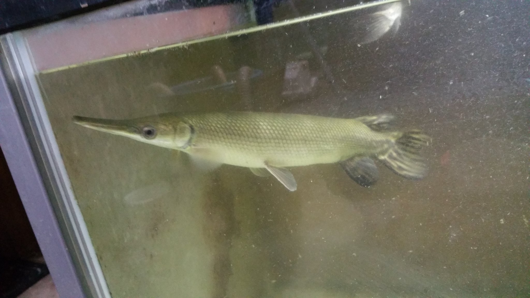 Pma 熱帯魚販売 今月でガーパイクの販売はおしまいなので最後の販売です クリア水槽でこの色のメキシカンブラックトロピカルジャイアントガー 片目バッドアイトロピカルジャイアントガー リアルwf1マンファリ リアルショートノーズガー トリニティ