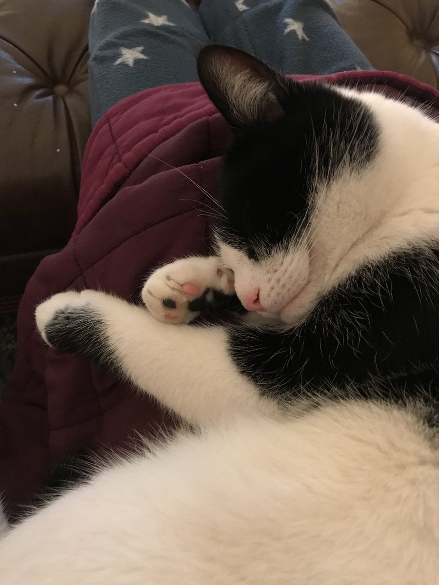 KatieOldhaus's tweet photo. The snow is going 😃 and my cat is really cute. I’m going to eat him #lovemycat #mrboo #boothecat #pinktootsies #catlover #cardiganladywithcatobsession https://t.co/oIIp7uyUXY