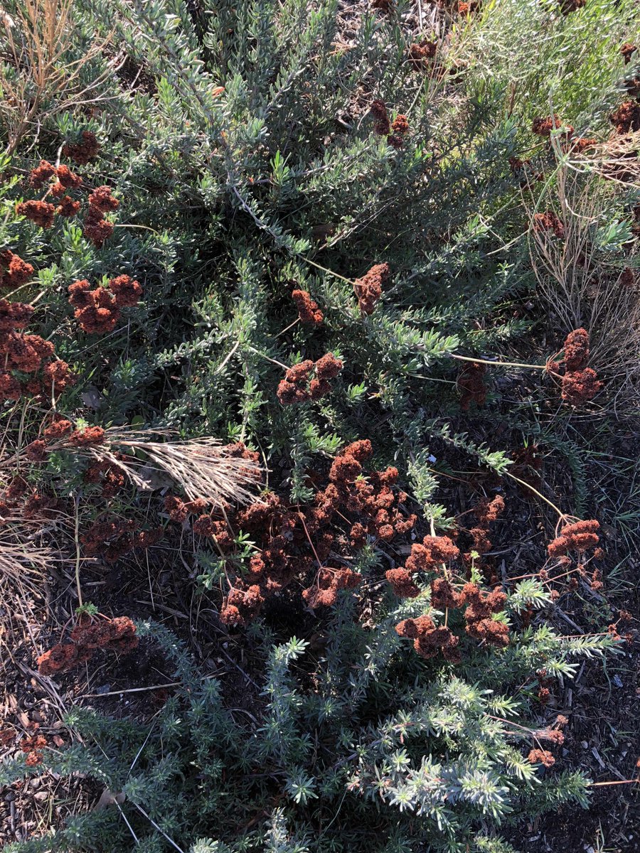 LakesideRvrPrk's tweet photo. Buckwheat basking in the sun in the crisp, cool air and soaking up yesterday’s rain. #buckwheatisthirsty #coolbreeze #winterinsandiego #lrpc https://t.co/Pm1ssZNfHE
