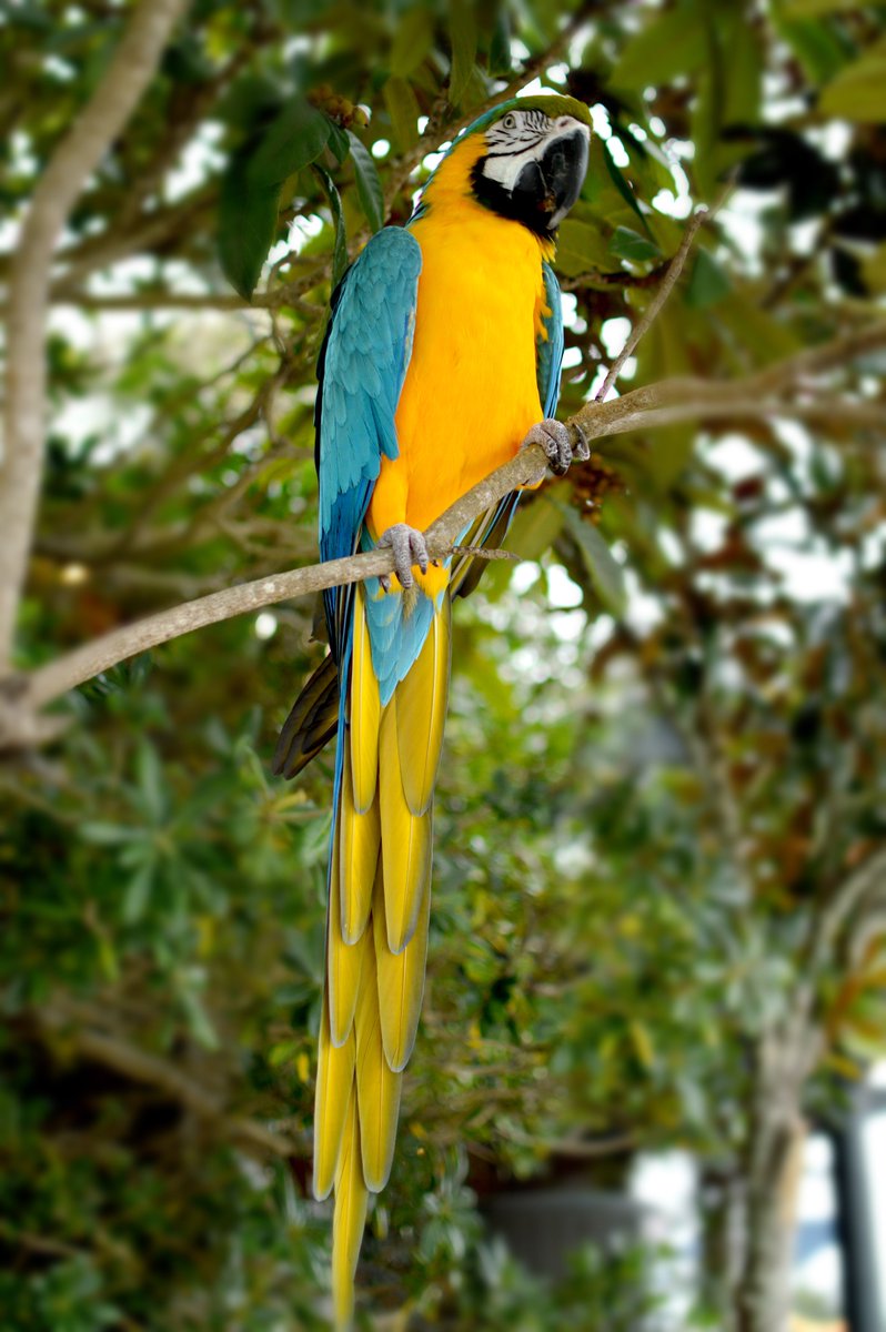 our30a's tweet photo. Always good to see the unofficial mascot of #redbar the parrot Clarise Good! Always watching over everything and keeping the locals and tourists entertained! #Our30A #30A #sowal #florida #bird #parrots #grayton #Beach #SundayFunday https://t.co/SyNyck5sa6