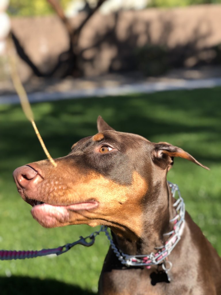 ChristServant17's tweet photo. I LOVE the portrait setting on my #iPhoneX 😍the pic of #Izzybella standing in my living room is w the studio lighting(so it blacks out all around her).Super cool! I needed to tickle her nose w piece of grass just to get her to sit still long enough for a picture 🤣🤷🏻♀️🐿 https://t.co/MhKwgCkt9U