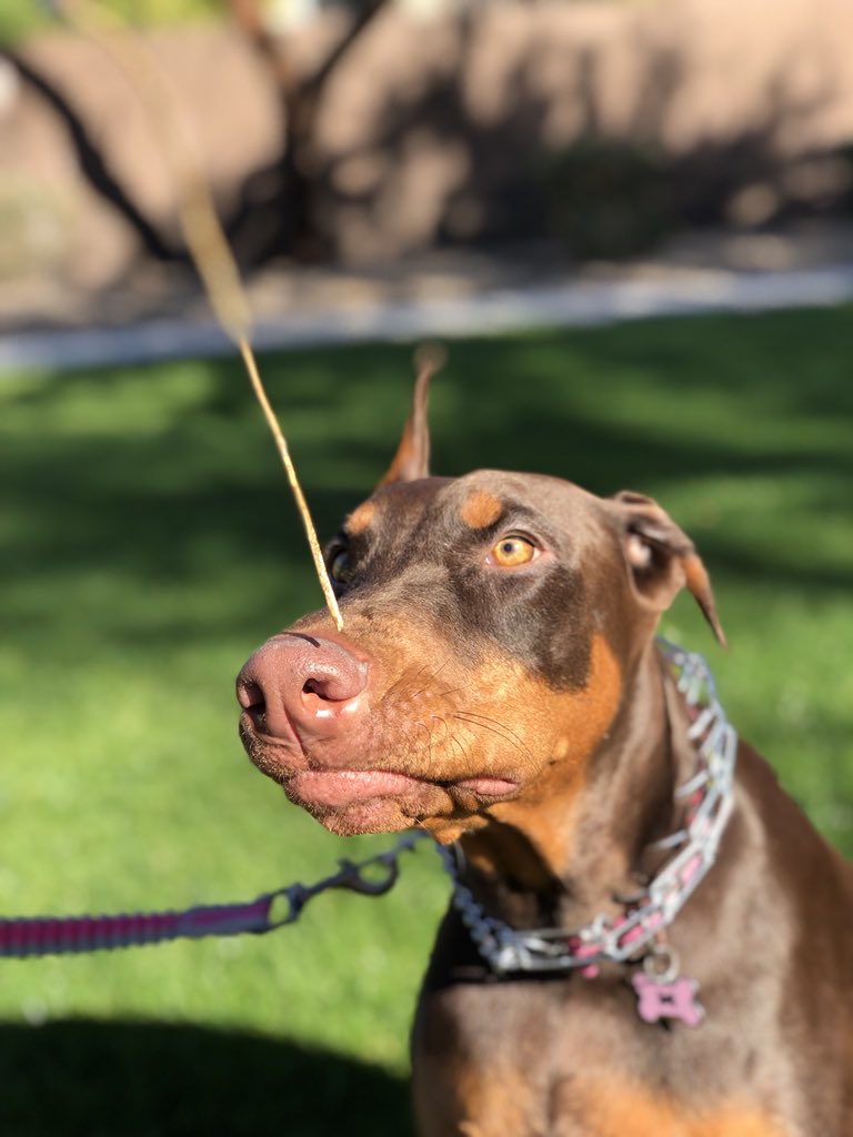 ChristServant17's tweet photo. I LOVE the portrait setting on my #iPhoneX 😍the pic of #Izzybella standing in my living room is w the studio lighting(so it blacks out all around her).Super cool! I needed to tickle her nose w piece of grass just to get her to sit still long enough for a picture 🤣🤷🏻♀️🐿 https://t.co/MhKwgCkt9U