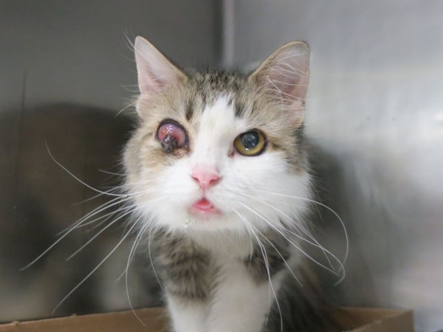 Maree71439592's tweet photo. https://t.co/i26VkZiHZL 
🆘(NENA LINDA)🆘
#SuperUrgent <<
She Needs Medical Care
ASAP>For Eye 💔
She's Loving and Beautiful 
Save This Precious Girl #NYC 
Adopt/Foster/Pledge/RT!!!!
#HelpMe #NYC 😿
https://t.co/dPmfwhdWJ3 https://t.co/OQWngRlMJ1