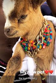 wizkidsgoat's tweet image. #SocoLifestyle Starboy!!   🐐🐐🐐🐐