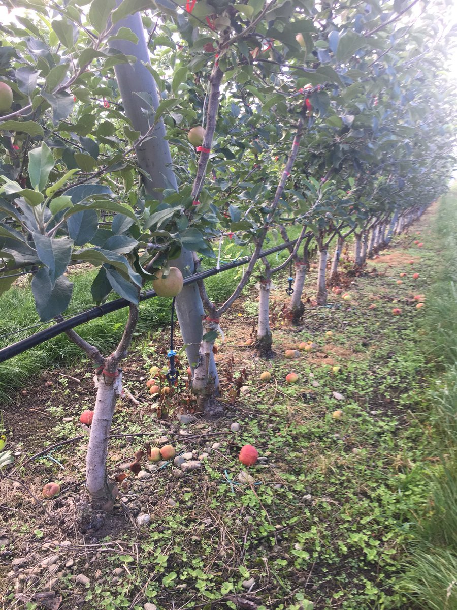 timdwelsh's tweet photo. V trellis Envy grafts at Vailima Orchard https://t.co/0IXDZ1LSdU