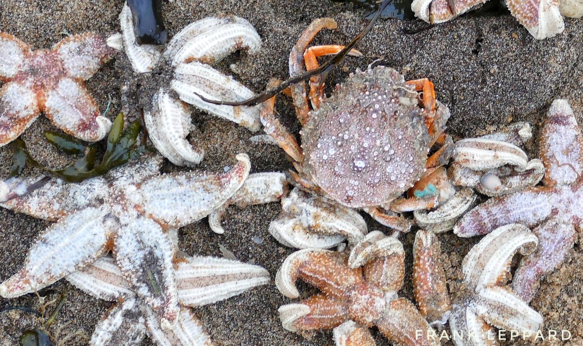 Frank_Leppard's tweet photo. Tonne's of sea life found dead on Ramsgate Beach. #sadtimes https://t.co/CK9wfZXEfa