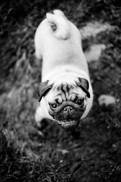 PugPics's tweet photo. Pug https://t.co/xpuOeBXtoQ #Pugs https://t.co/lvG1BWnefY