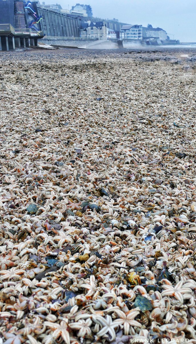 Frank_Leppard's tweet photo. Tonne's of sea life found dead on Ramsgate Beach. #sadtimes https://t.co/CK9wfZXEfa