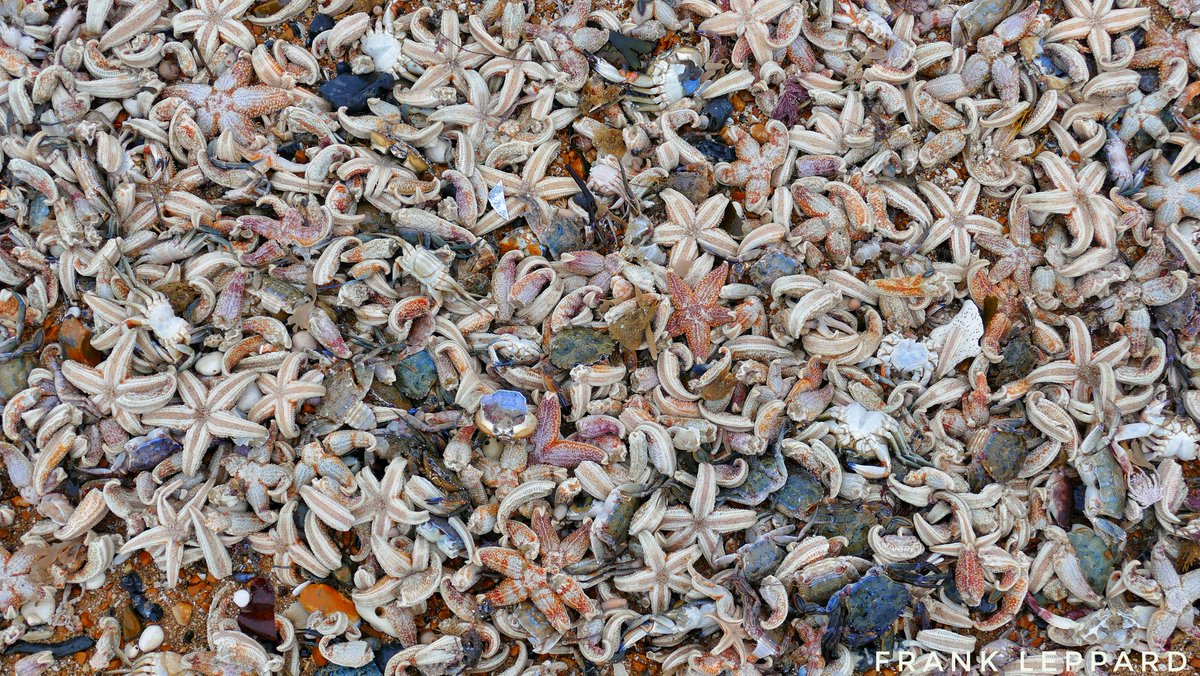 Frank_Leppard's tweet photo. Tonne's of sea life found dead on Ramsgate Beach. #sadtimes https://t.co/CK9wfZXEfa