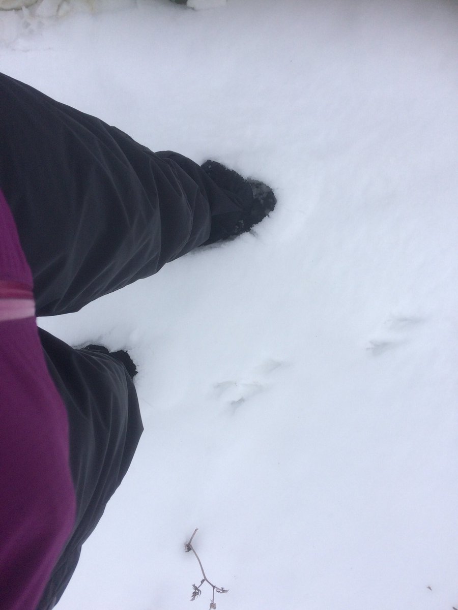 rachelthorman1's tweet photo. The last weekend of the #RSKpedometerchallenge & another excuse 4 a pub lunch! A tramp thro the snow from #Boxworth to @3hs_Restaurant #madingley #Cambridgeshire @ADASGroup @RSKGroup https://t.co/wO6ZEEaDBn