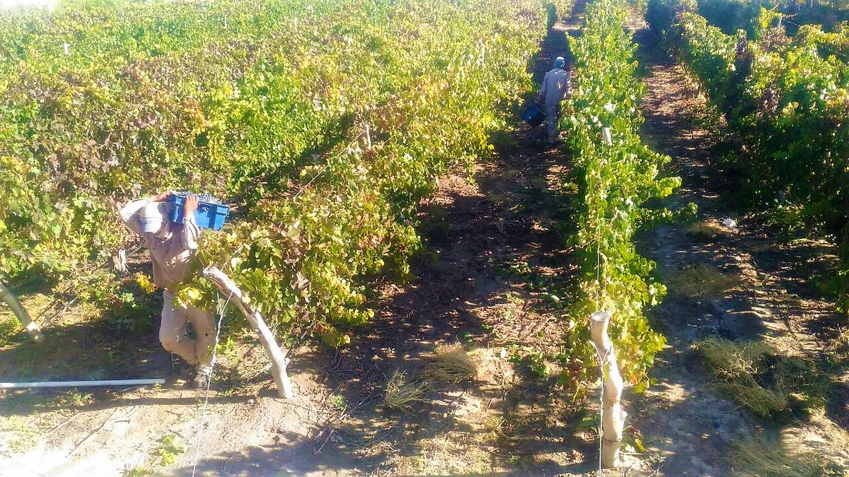 LECWineGolf's tweet photo. Una a una se cosechan nuestras uvas para  lograr un delicioso vino. Lote A1 en proceso. 
One by one our grapes are harvested to obtain a tasty wine. Lot A1 in process. @coprovi2017 @vistsalta @lostordos @loscardones @visitcafayate @turismosalta https://t.co/KIc9UzOkgP