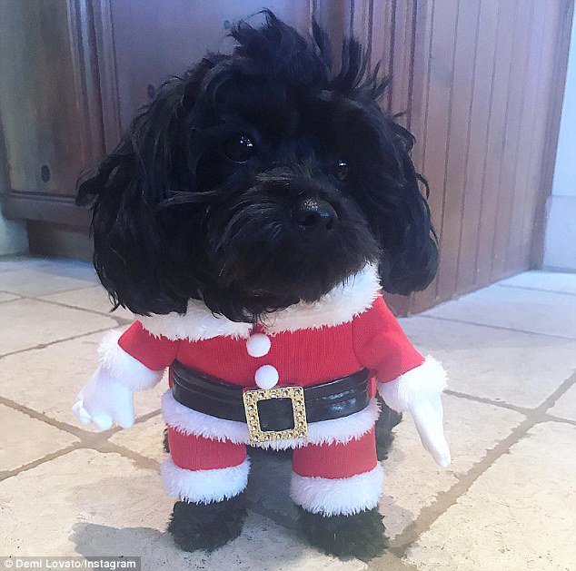 Lovatics820's tweet photo. Lovatics, how about 40 RTs and 10 replies on these?? 😍😍😍
#Batman #CutestPet #iHeartAwards https://t.co/DA550maEFB
