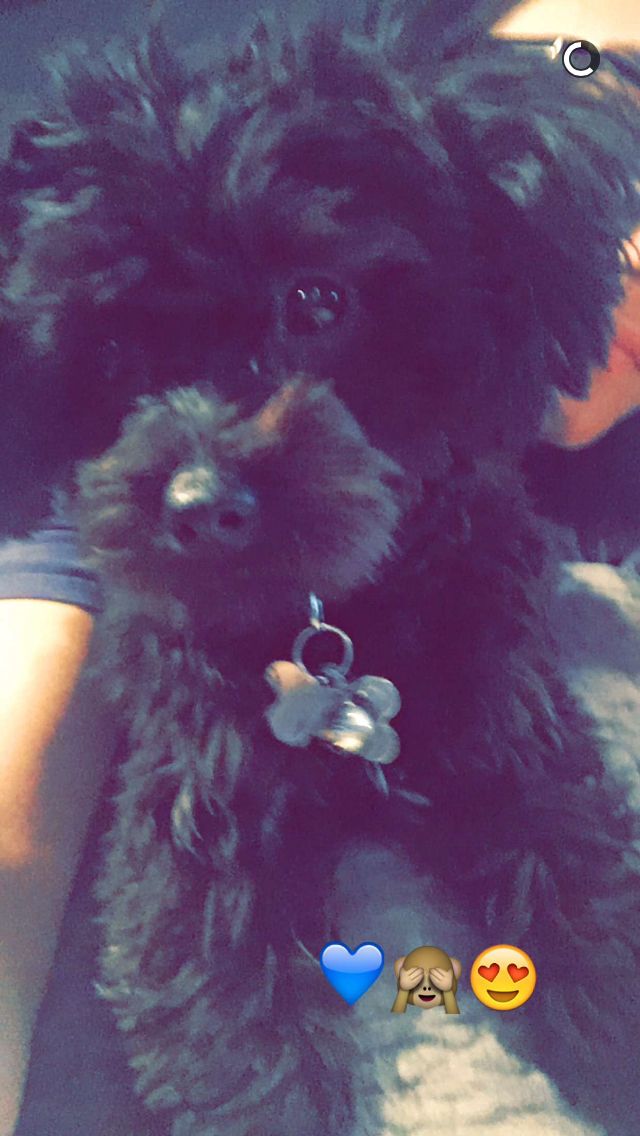 Lovatics820's tweet photo. Lovatics, how about 40 RTs and 10 replies on these?? 😍😍😍
#Batman #CutestPet #iHeartAwards https://t.co/DA550maEFB