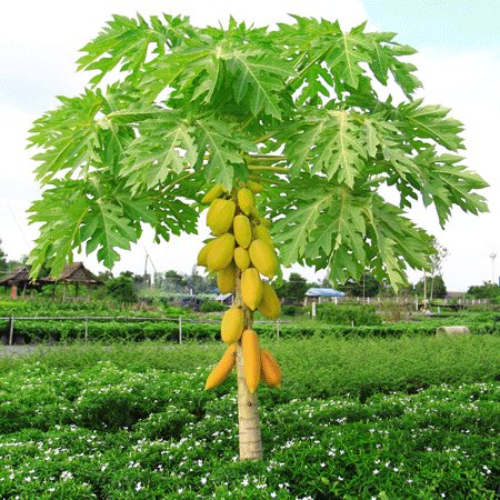 Native to Mexico and northern South America, papaya has become naturalized throughout the Caribbean Islands, Florida, Texas, California, Hawaii, and other tropical and subtropical regions of the world. What a beautiful tree!