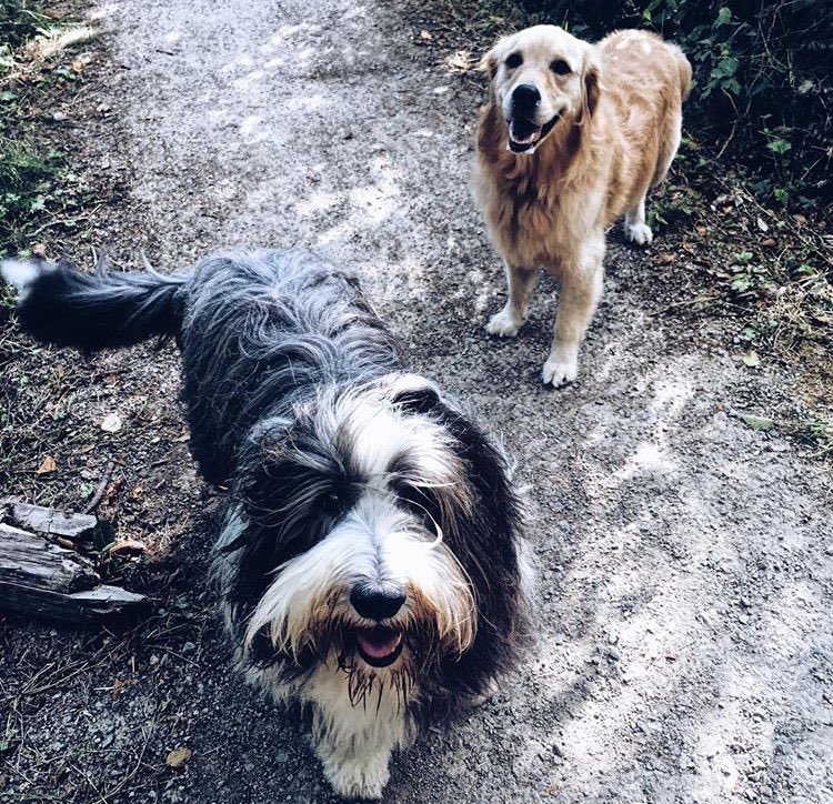 Happy Weekend! We hope your Sunday is as relaxing as every day in Farley and Dexter’s lives. 🐶🐶

#yvrlife #yvrliving #yvrshoots